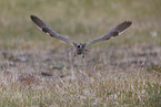 whimbrel