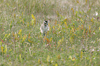 whimbrel