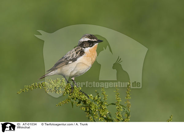 Braunkehlchen / Whinchat / AT-01034