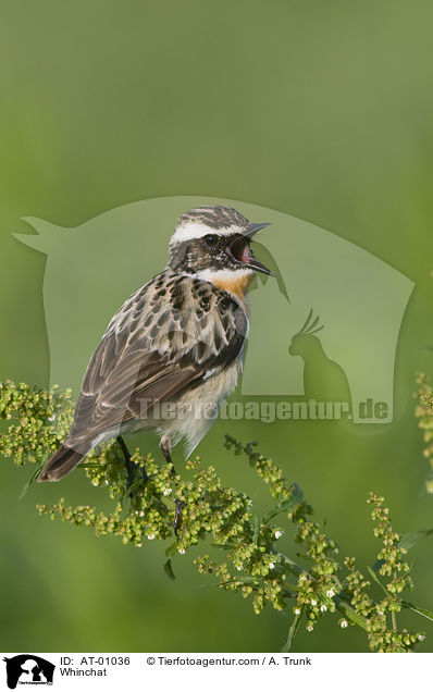 Whinchat / AT-01036