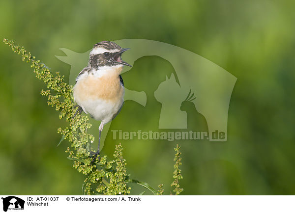 Braunkehlchen / Whinchat / AT-01037