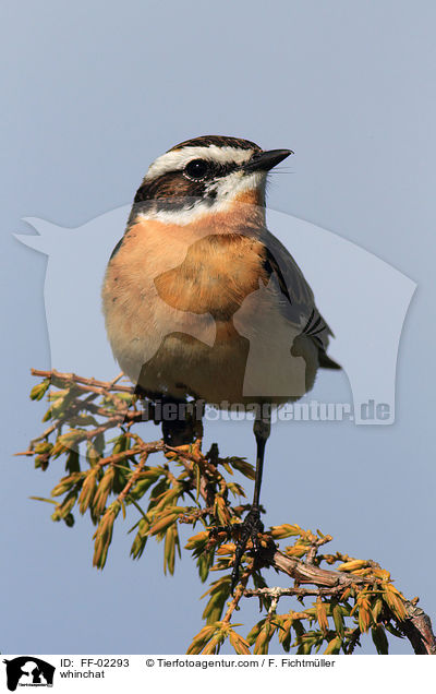 Braunkehlchen / whinchat / FF-02293