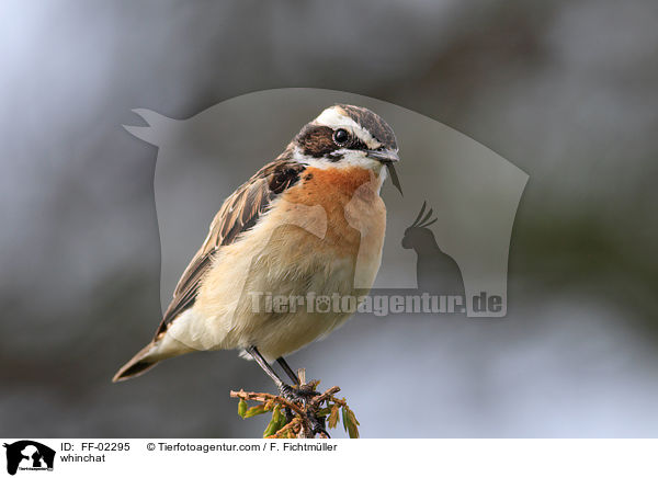 Braunkehlchen / whinchat / FF-02295