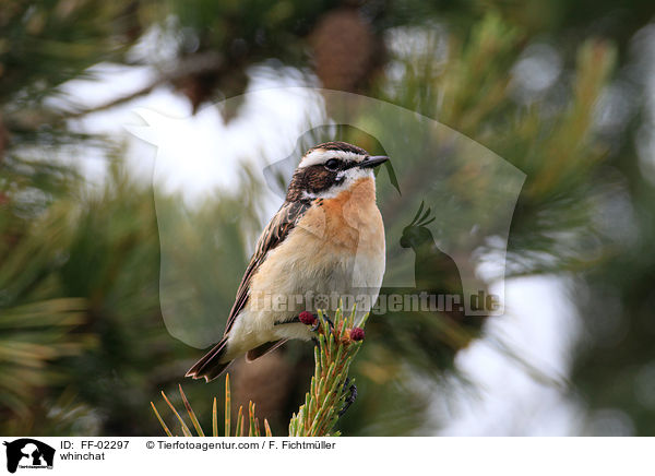 Braunkehlchen / whinchat / FF-02297