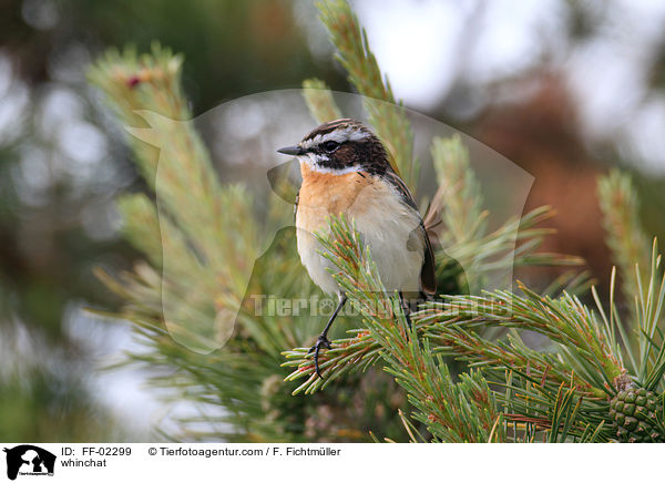 Braunkehlchen / whinchat / FF-02299