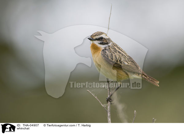 Braunkehlchen / whinchat / THA-04907