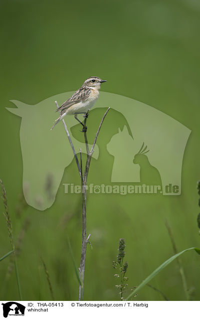 Braunkehlchen / whinchat / THA-05413