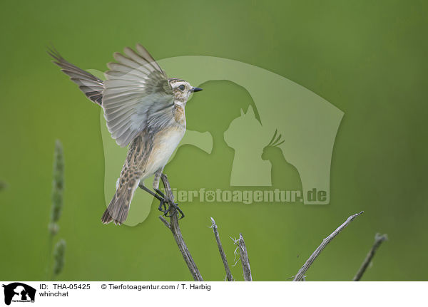 Braunkehlchen / whinchat / THA-05425