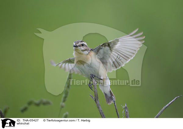 Braunkehlchen / whinchat / THA-05427