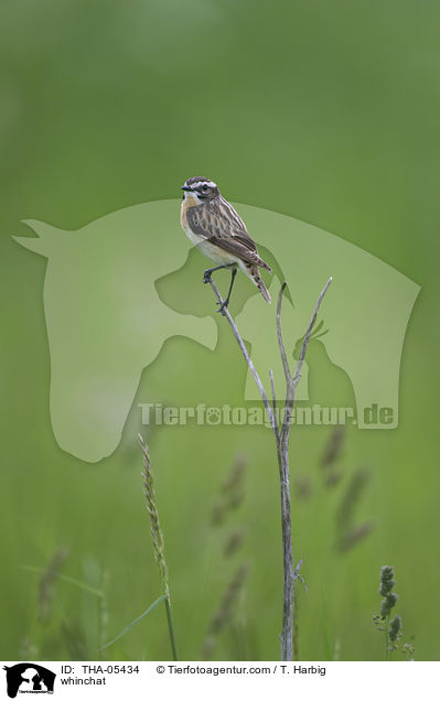 Braunkehlchen / whinchat / THA-05434