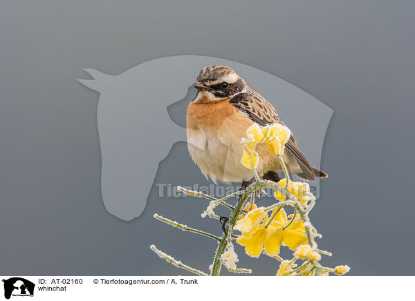 Braunkehlchen / whinchat / AT-02160