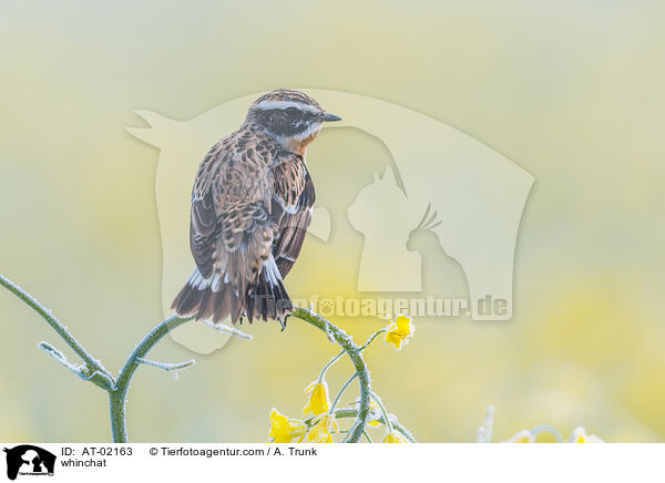 Braunkehlchen / whinchat / AT-02163