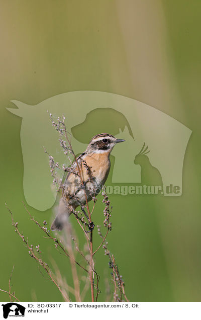 whinchat / SO-03317