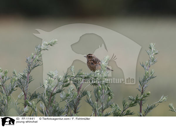 junges Braunkehlchen / young whinchat / FF-11441