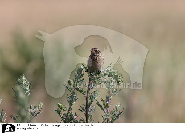 young whinchat / FF-11442