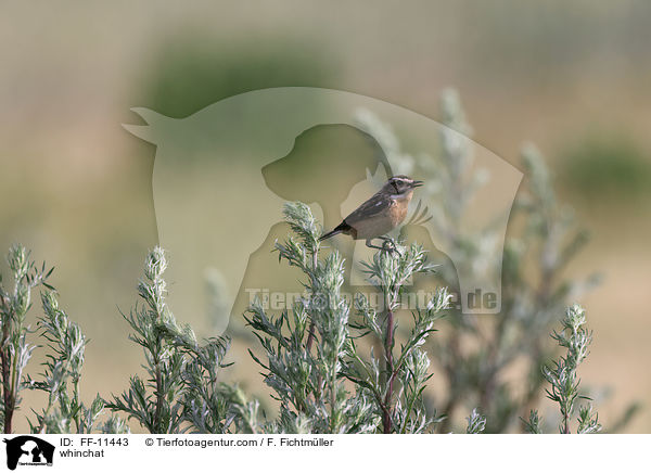 whinchat / FF-11443