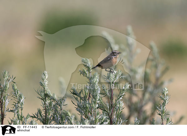 Braunkehlchen / whinchat / FF-11443