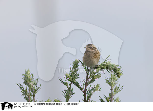 young whinchat / FF-11444