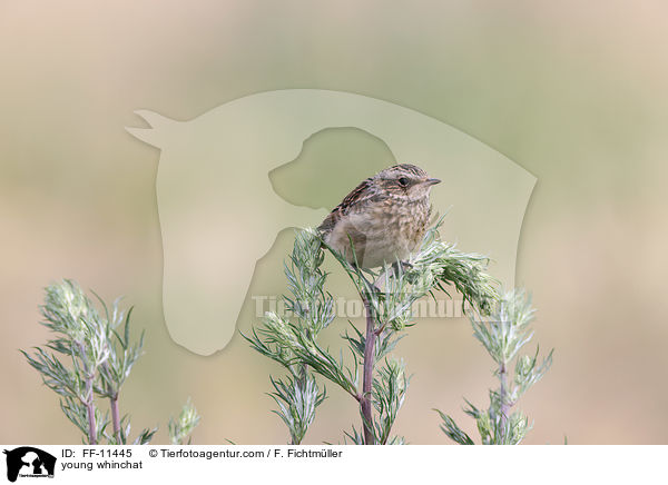 young whinchat / FF-11445