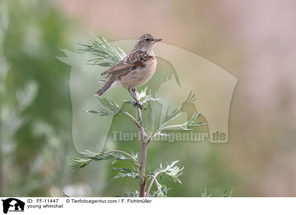 junges Braunkehlchen / young whinchat / FF-11447