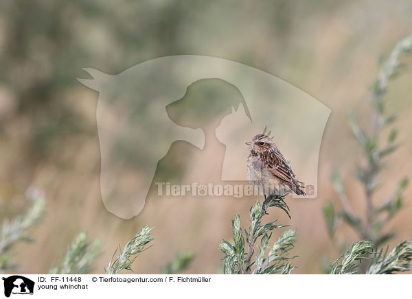 junges Braunkehlchen / young whinchat / FF-11448