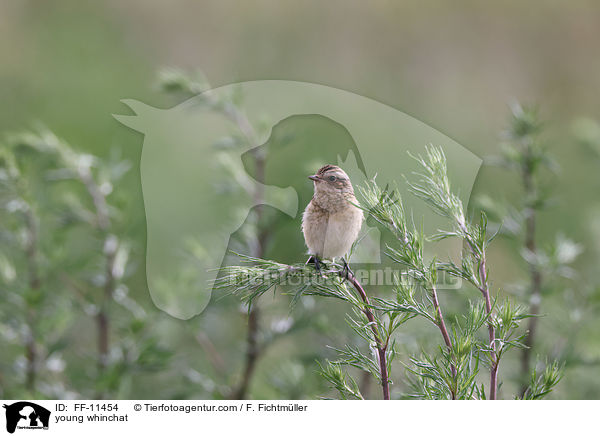 junges Braunkehlchen / young whinchat / FF-11454