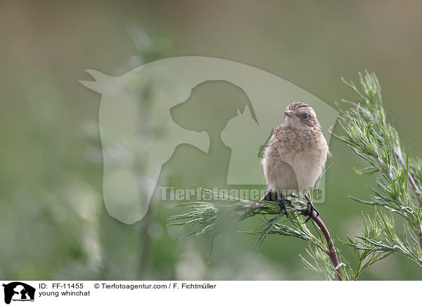 junges Braunkehlchen / young whinchat / FF-11455