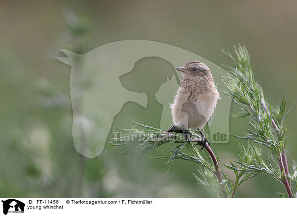 junges Braunkehlchen / young whinchat / FF-11456