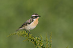 Whinchat