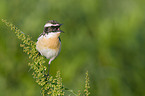 Whinchat