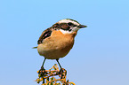 whinchat