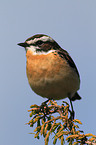 whinchat