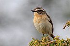 whinchat