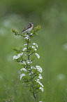 whinchat