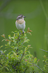 whinchat