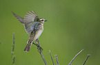 whinchat