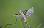 whinchat