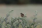 young whinchat