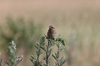 young whinchat