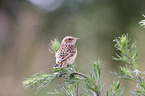 young whinchat