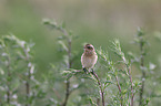 young whinchat