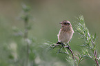 young whinchat