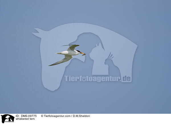 Weibart-Seeschwalbe / whiskered tern / DMS-09775