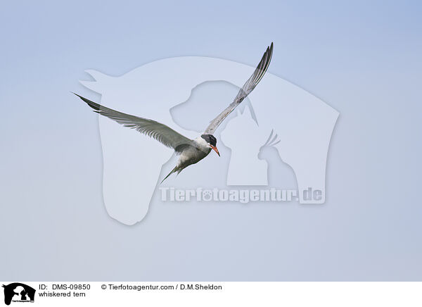 Weibart-Seeschwalbe / whiskered tern / DMS-09850