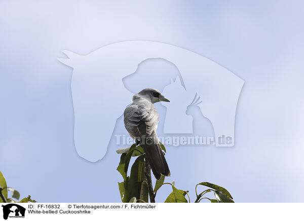 Wei�bauch-Raupenf�nger / White-bellied Cuckooshrike / FF-16832