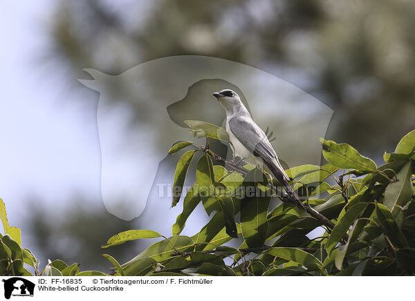 Wei�bauch-Raupenf�nger / White-bellied Cuckooshrike / FF-16835