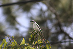 White-bellied Cuckooshrike
