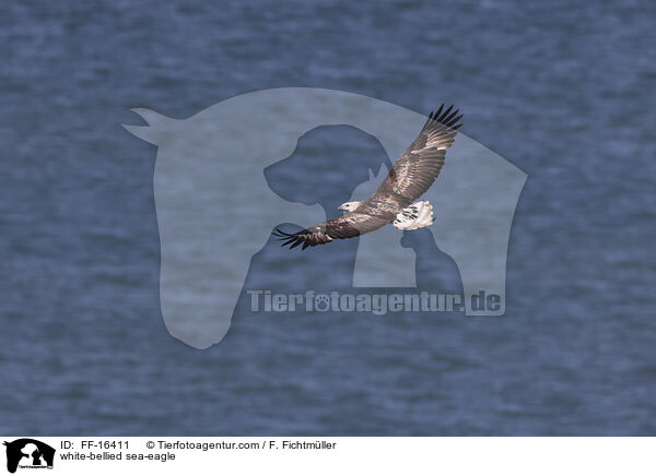 white-bellied sea-eagle / FF-16411