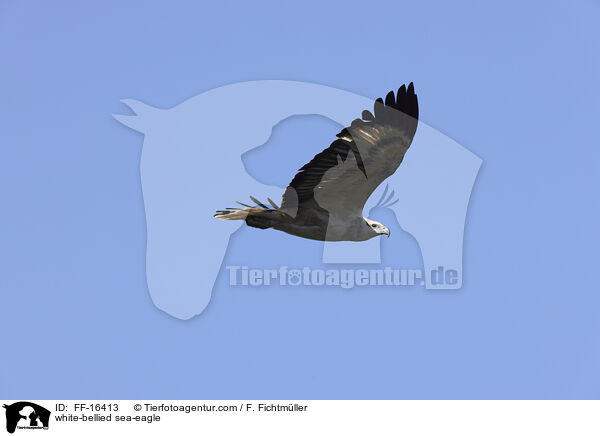 white-bellied sea-eagle / FF-16413