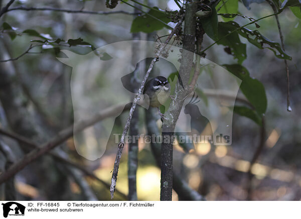 Wei�brauensericornis / white-browed scrubwren / FF-16845